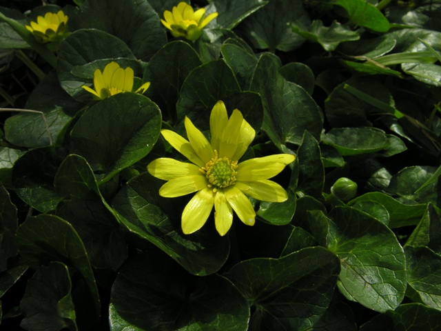 Ficaria verna (ex Ranunculus ficaria)